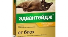 Advantage pentru pisici - picături de la purici și păduchi