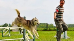 Adjvititi pentru câini: un joc pentru care este premiul