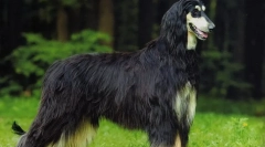 Afgan borzaya (foto): un adevărat aristocrat cu părul lung