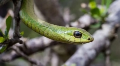 Boomslang african
