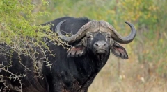 Bull african