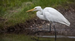 În formă de austo. Detașarea păsărilor