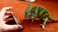 Iphone și chameleon