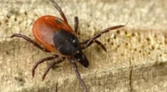 Preparate acaricidale și proceduri de prelucrare de la căpușe