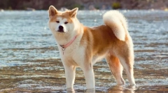 Akita in