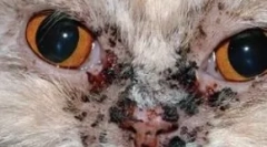 Acnee la pisici: identificare, diagnosticare și tratament