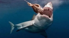 Rechin cu o reputație proastă