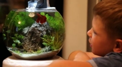 Aquarium pentru copil