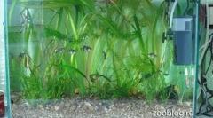 Acvariu o faci singur