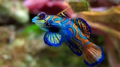 Acvariu pește (fotografie și titlu): alegeți un animal de companie