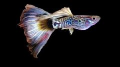 Aquarium fish guppi (foto): stropi de culori luminoase în alge grosime green