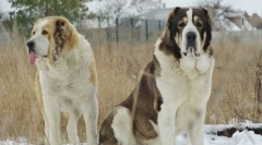 Alabai (păstorul central din asia)