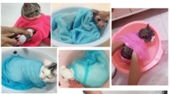 Aliexpress.com - o selecție de produse interesante pentru câini și pisici