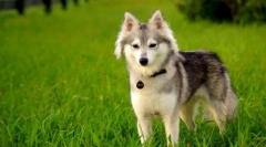 Alaskan kli-kai (foto): mini-husky cu caracterul spitz