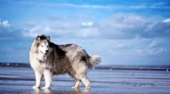 Alaskan malamut (foto): câine impresionantă pentru familii active