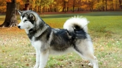 Alaskan malamute