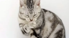 Alergiile la pisici: cum se manifestă și tratați