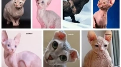 Alergia la pisicile bald: de ce apare și cum să tratăm