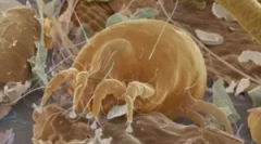 Alergie la praf tick