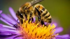 Alergia muscatura de albine