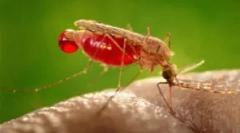 Alergia la mușcăturile de țânțari