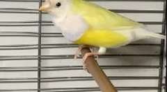 Amadins care și întreținerea la domiciliu