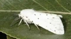 Fluture alb american