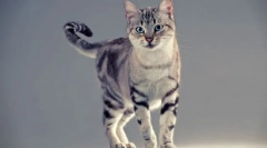 American shorthair pat (foto): feline long-ficat