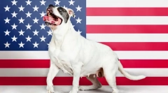 Rasele americane de câini