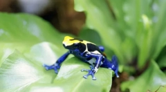 Amfibieni. Construcții și caracteristici