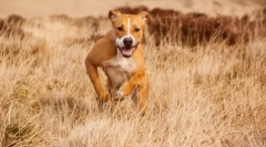 Amstaff (foto): pet de companie blând și apărător credincios