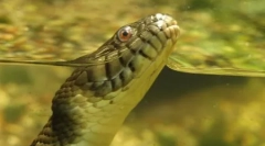 Anaconda - cel mai mare șarpe de modernitate