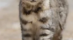 Anda cat - predator lotat din america de sud