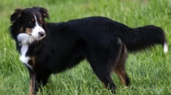 Shepherd englez: prieten credincios și fundaș de încredere