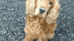 Rasele britanice de câini