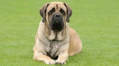 English mastiff