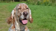 English setter