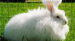 Angora rabbit: cele mai interesante fapte