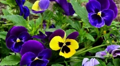 Pansies sau violet