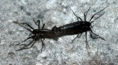 Antarctica komar-clopot