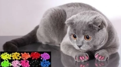 Antișorate pentru pisici: recenzii veterinare despre beneficiile și pericolele buclelor moi