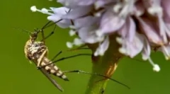 Lămpi anti-țânțar din țânțarii