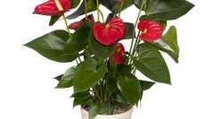 Anthurium