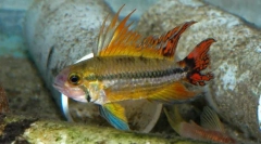 Apistogrammae (apistogramma)