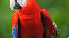 Ara dansator: video în cazul în care papagalul dansând pe pat