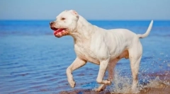 Câine argentinian (foto): hunter și apărător frumos, curajos