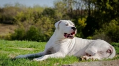 Câine argentinian (mastiff)
