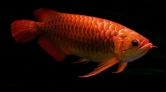 Îmbătrânirea asiatică