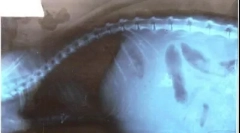 Ascites în pisici: care este problema cu