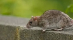 Aspecte ale otrăvirii omului cu otravă de șobolan